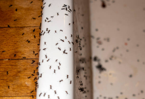 Best Pest Removal Services  in Angola, IN